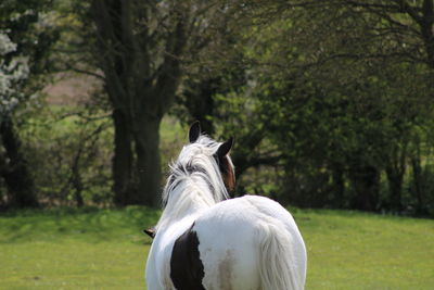 View of a horse on field