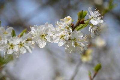 Close-up of white flowers on branch