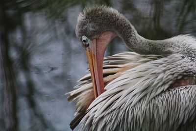 Close-up of swan in lake