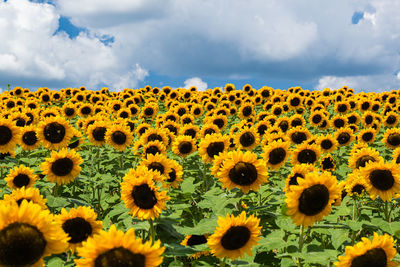 Blooming sunflower field with a cloudy blue sky