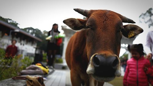 Close-up of cow