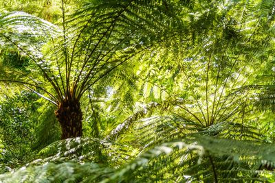 Pine trees in forest