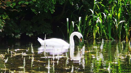 Swan in lake