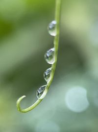 Close-up of water drop on plant