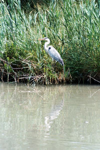 High angle view of gray heron perching on a lake