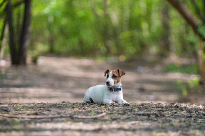 Portrait of dog relaxing on field