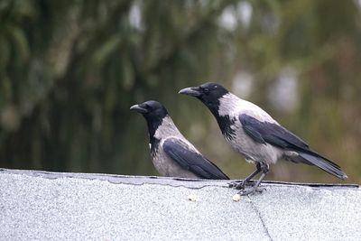 Crows perching on retaining wall