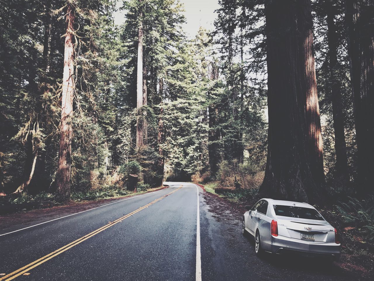 tree, road, transportation, plant, forest, land, motor vehicle, the way forward, nature, trunk, direction, sign, tree trunk, car, mode of transportation, no people, day, marking, road marking, woodland