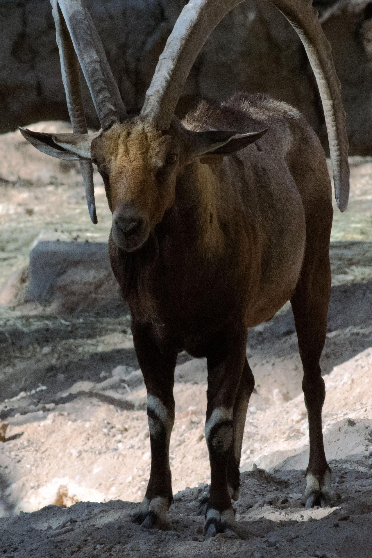 Arabian Goat