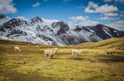 Flock of sheep in a field