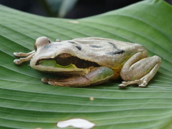 Close-up of lizard