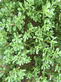 Full frame shot of fresh green plants