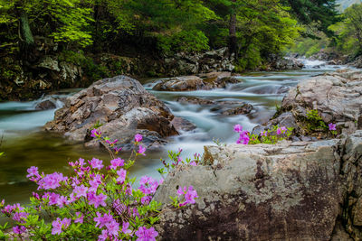 Stream flowing through rocks in forest