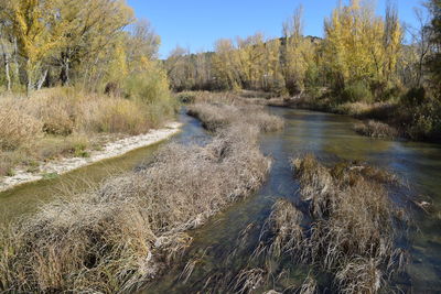 Scenic view of river in forest against sky