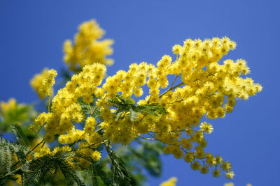 Close-up of yellow flowering plant against clear blue sky