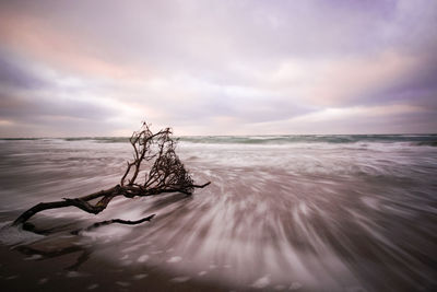 Driftwood on beach against sky