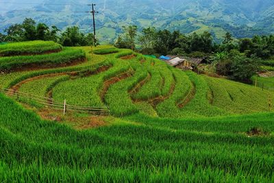 Scenic view of rice field