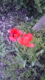 Close-up of red flowers