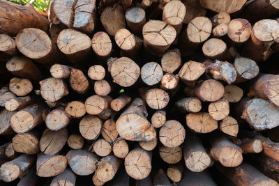 Full frame shot of logs in forest