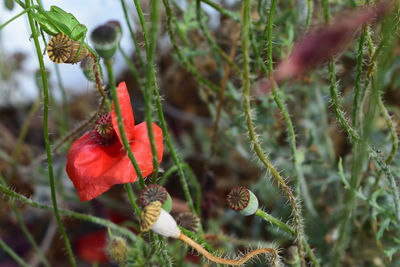 Close-up of red flowering plant