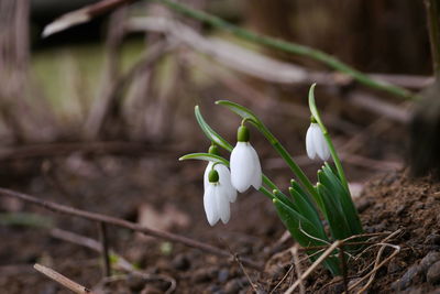 Close-up of white crocus blooming outdoors