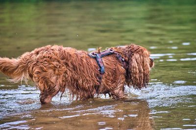 Full length of a dog on lake