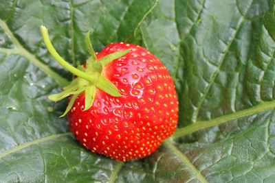 Close-up of strawberry on plant