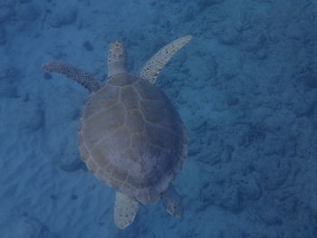 Turtle swimming in sea