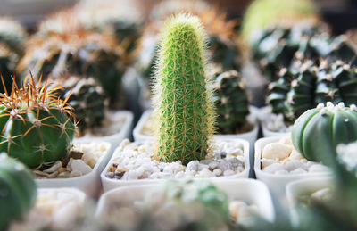 Close-up of succulent plant