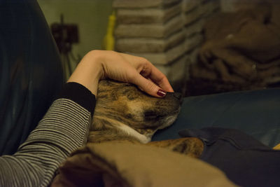 Close-up of hand feeding cat