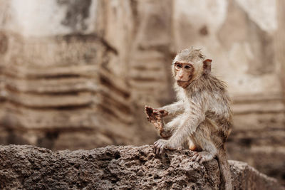 Monkey sitting on rock