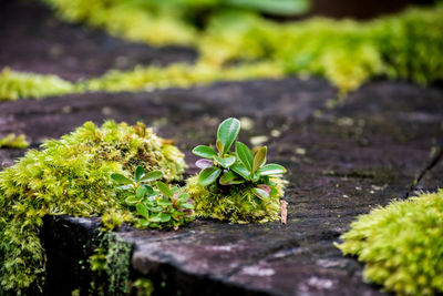 Close-up of small plant