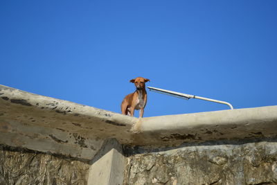 Low angle view of animal against clear blue sky