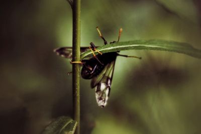 Close-up of insect on plant