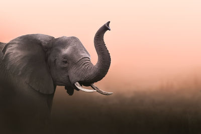 Close-up of elephant