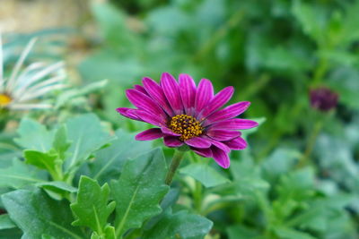 Close-up of pink flower