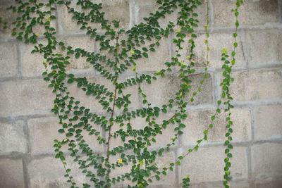 Full frame shot of ivy on wall