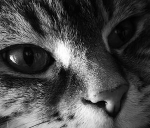 Close-up portrait of cat