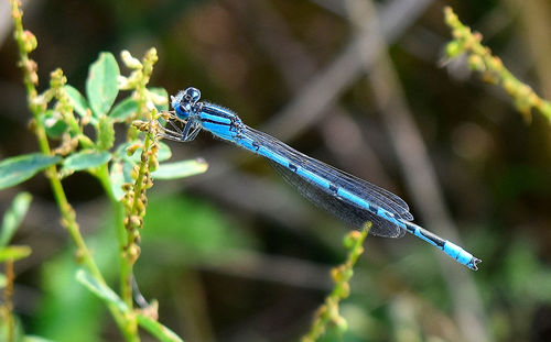 Close-up of damselfly on leaf