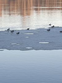 Ducks swimming in lake