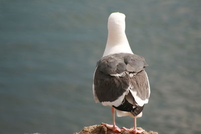 Seagull perching on a sea