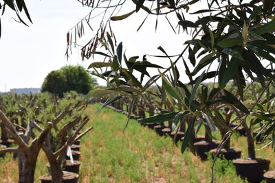 Plants growing on field against sky