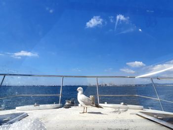 Seagull on a sea against blue sky