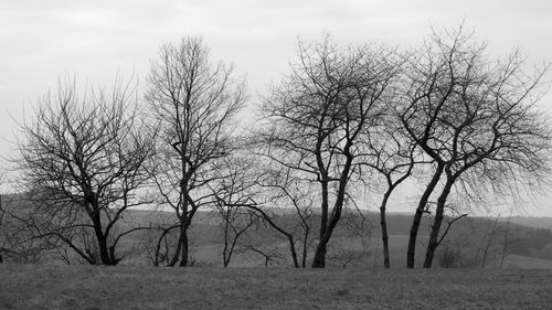 Bare trees on field against sky