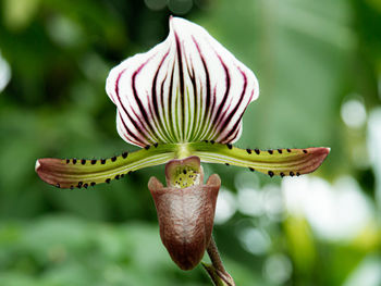 Close-up of flower on plant