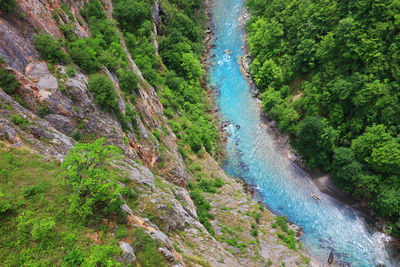 Aerial view of river in forest