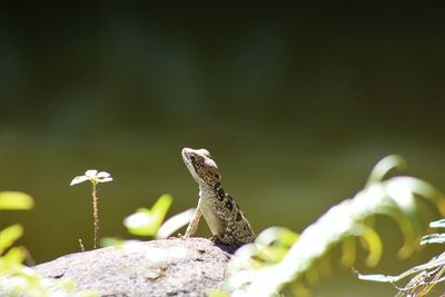 Close-up of bird perching on leaf