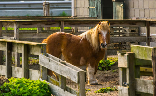 Horse standing in ranch