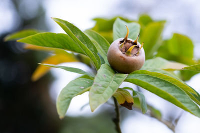 Close-up of fruits on tree