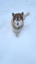 Portrait of cat on snow